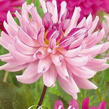 Dahlia Cactus Savanna Rose 1-pakke